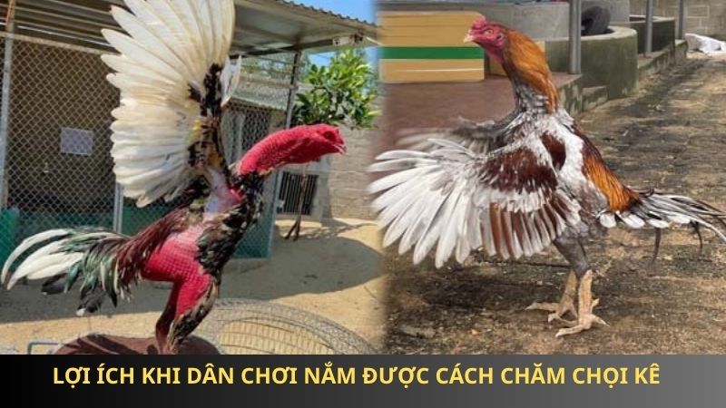 Lợi ích khi dân chơi nắm được cách chăm chọi kê