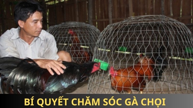 Bí quyết chăm sóc gà chọi chuẩn nhất từ cao nhân 85win