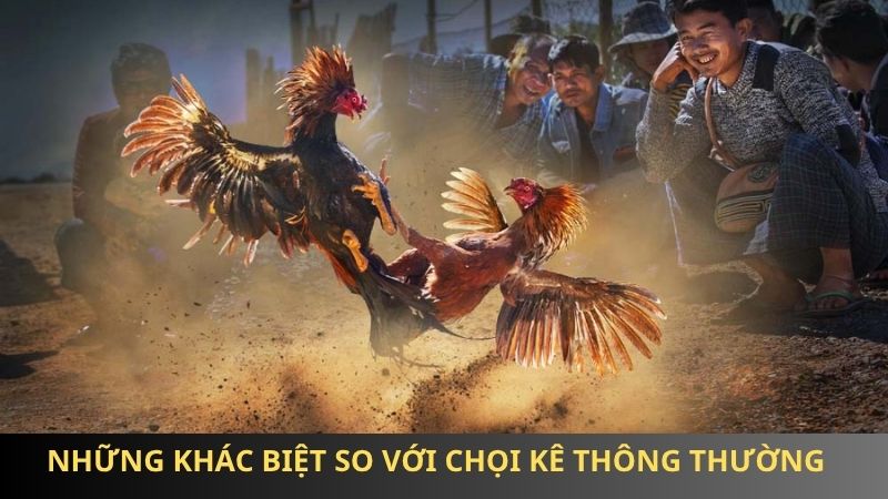 Những khác biệt so với chọi kê thông thường