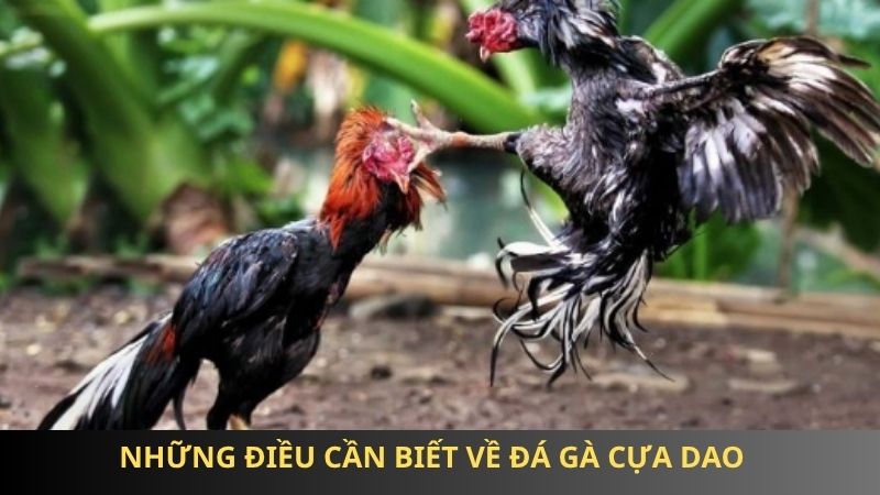 Những điều cần biết về đá gà cựa dao