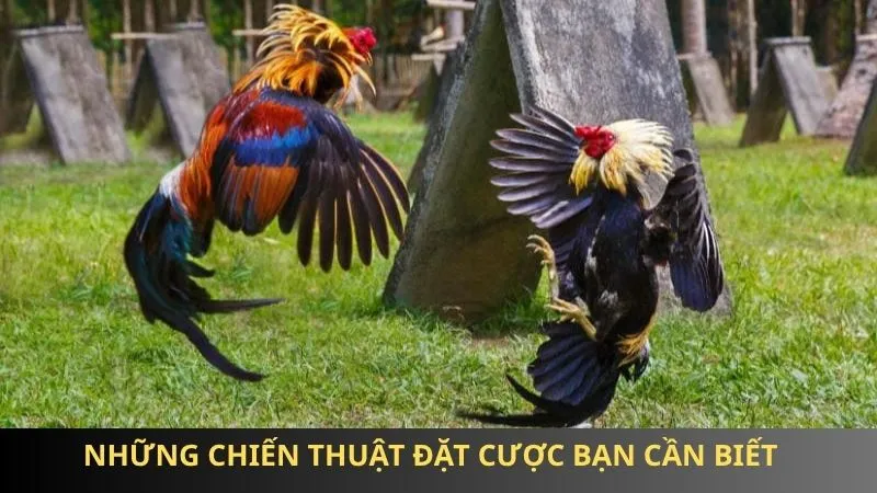 Những chiến thuật đặt cược bạn cần biết