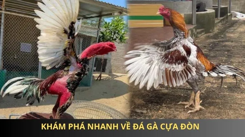 Khám phá nhanh về đá gà cựa đòn