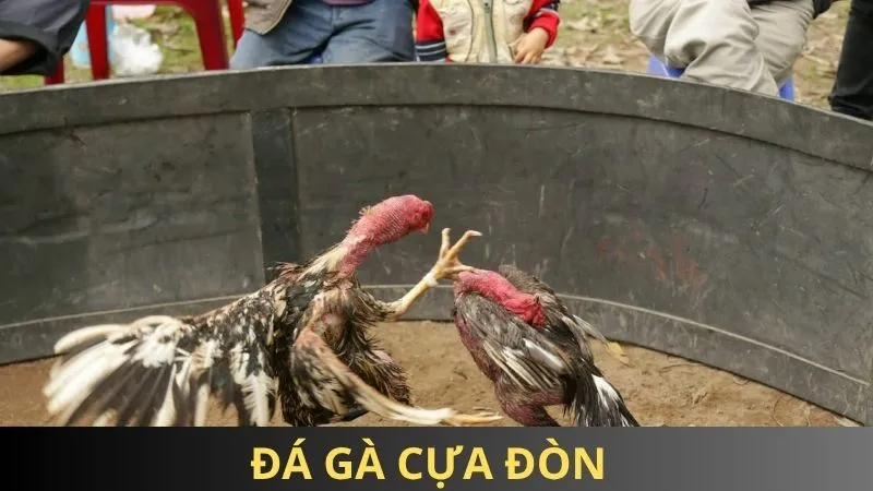 Đá gà cựa đòn 85win: Chiến thuật đỉnh cao, tỷ lệ thắng lớn