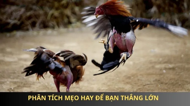 Phân tích mẹo hay để bạn thắng lớn