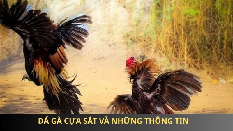 Đá gà cựa sắt và những thông tin chưa được bật mí