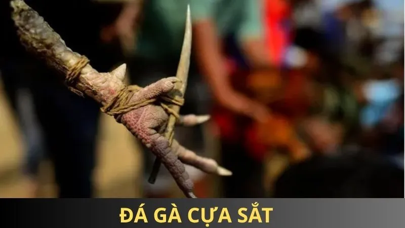 Đá gà cựa sắt 85win - Chọi kê kịch tính, chiến thuật cực đỉnh