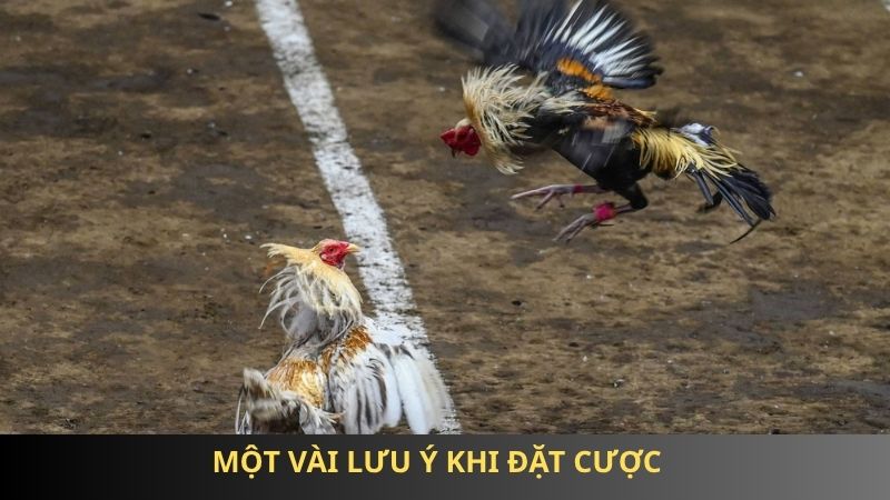 Một vài lưu ý khi đặt cược