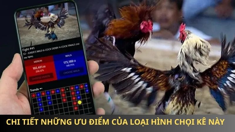 Chi tiết những ưu điểm của loại hình chọi kê này
