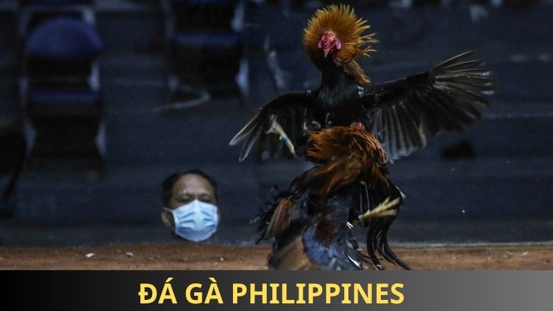 Đá gà Philippines 85win hấp dẫn, tỷ lệ thắng cao