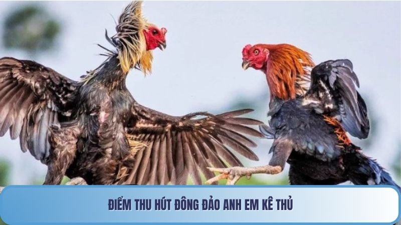 Điểm thu hút đông đảo anh em kê thủ
