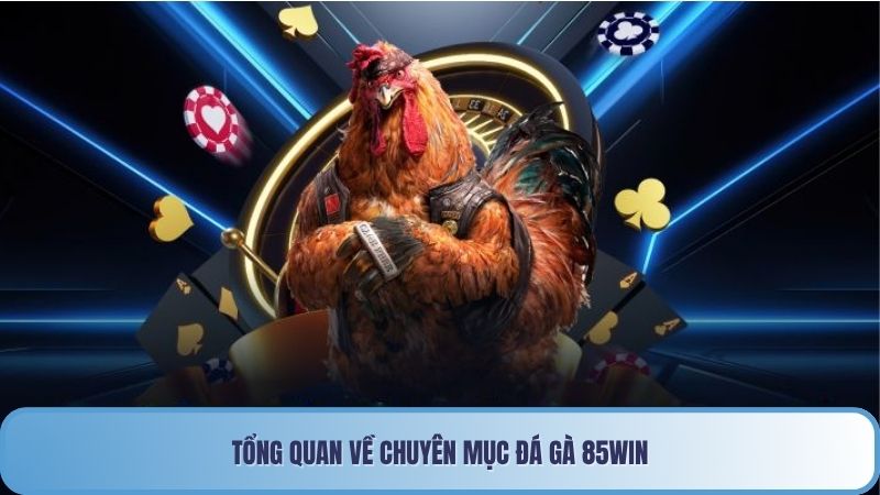 Tổng quan về chuyên mục Đá gà 85win